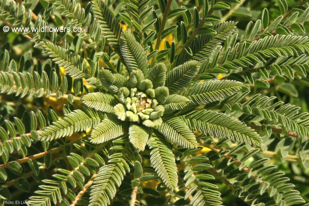 Astragalus dactylocarpus